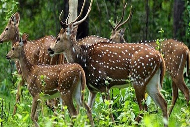 Periyar From Cochin - a Two Day Tour - Exclusions