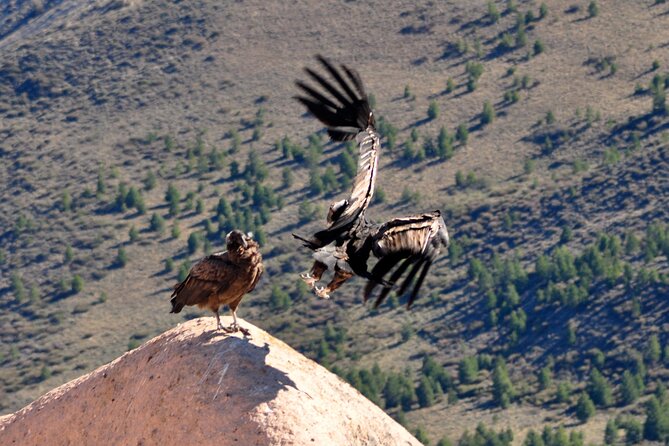 Photo Discovering Condors & Birdwatching - Full Day Tour in Private Service - Inclusions