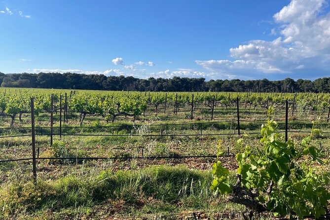Picpoul De Pinet Half Day Oysters and Wine Minibus Excursion - Itinerary Details