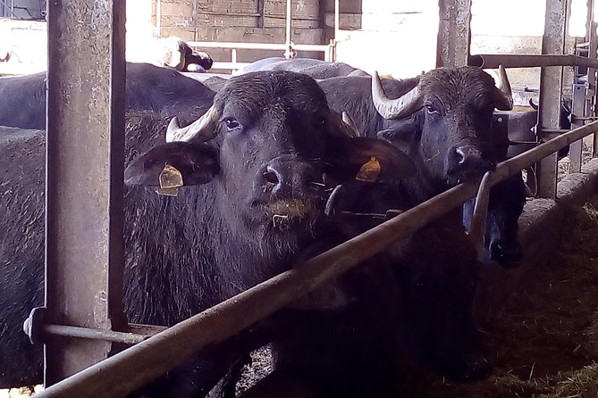 Pompeii and Herculaneum Skip-The-Line With Lunch and Wine Tasting From Rome - Tour Options Available