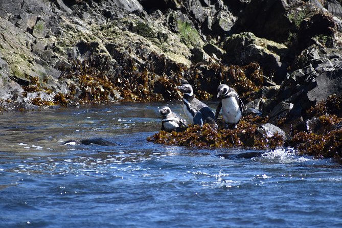 Premium Shared Full Day Excursion Ancud, Penguin Colony Piñihuil and Chilote Countryside - Excursion Itinerary