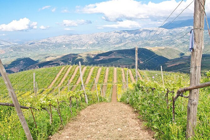 Premium Wine Tour and Tasting at the Organic Winery in Crete - Indulge in a Wine Tasting Session