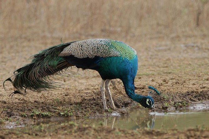 Private 02 Day Leopard Safari in Yala From Colombo - Pickup Information