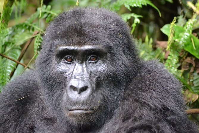 Private 10 Days Primate Experience and Queen Elizabeth Safari Tour - Accommodation Details