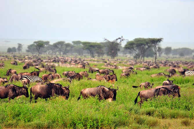 Private 10 Days Tour Visit of Tanzania With Meals Included - Included Meals