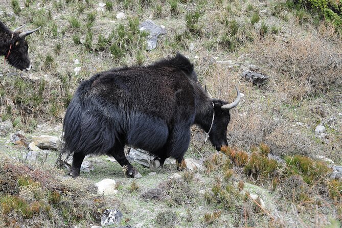 Private 13 Days Manaslu Circuit Trek - Accommodation Details