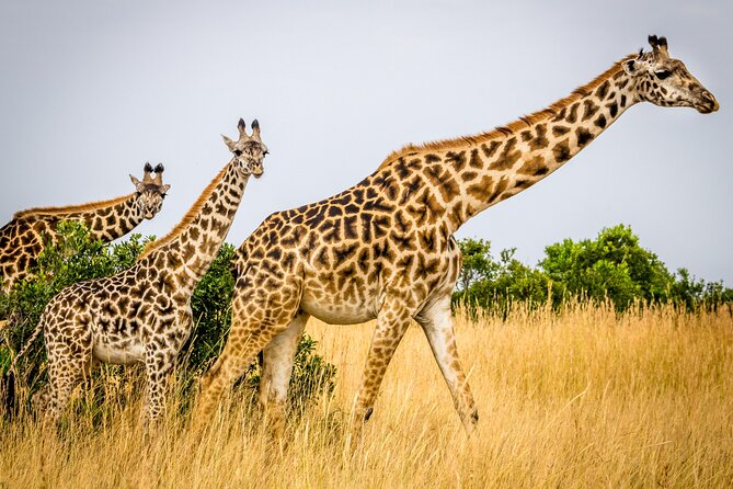 Private 5-Day Tanzania Ultimate Safari - Itinerary Details