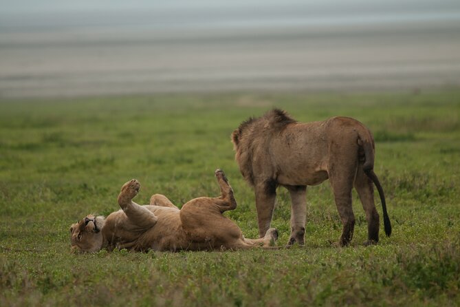 Private 6-Day Safari Tour in the Parks of Northern Tanzania