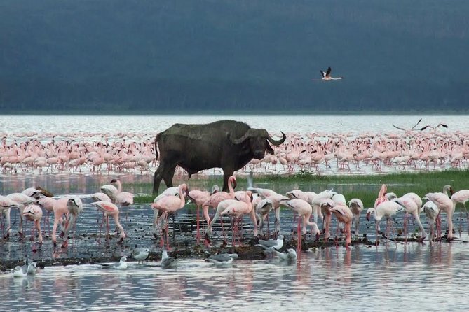 Private 6 Days Aberdares, Lake Nakuru and Masai Mara Wildlife Safari - Important Details and Restrictions