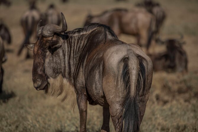 Private 6 Days Mid Range Tanzania Lodge Safari Experience