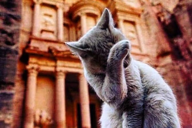 Private 8-Days Tour in Jordan With English-Speaking Driver. - Itinerary Highlights