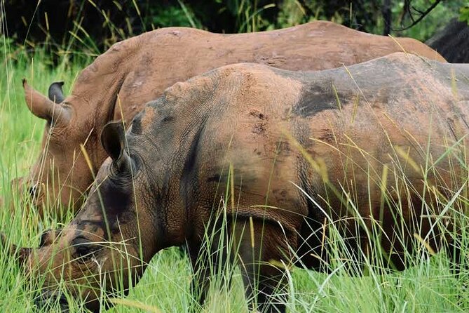 Private 9 Days Wildlife Tour in Uganda - Tour Overview