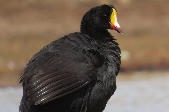 Private Bird Watching on Lake Titicaca - Bird Species to Observe