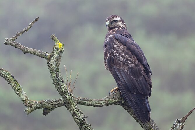 Private Birdwatching and Photography in Lomas De Lachay - Inclusions: Lunch, Transportation, Beverages