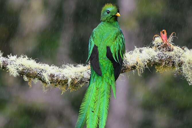 Private Birdwatching at Monteverde - Tour Details and Restrictions