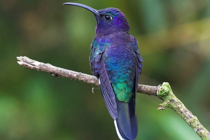 Private Birdwatching Tour at Curi Cancha Reserve in Monteverde - Meeting Point