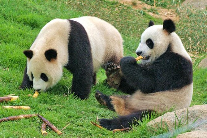 Private Chengdu Impression Day Tour Including Panda Base - Inclusions and Options