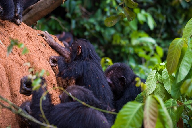 Private Chimpanzee Safari Gombe National Park - Safari Experience Highlights