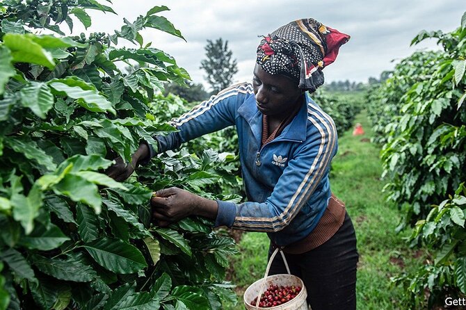 Private Coffee Farm and Factory Visit From Nairobi. - Tour Highlights