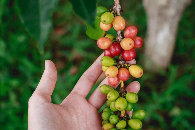 Private Coffee Plantation Experience With Tasting and Lunch - Tour Inclusions
