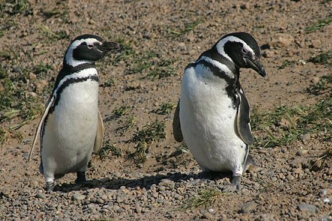 Private Cruise Shore Excursion to Punta Tombo - Pickup Information