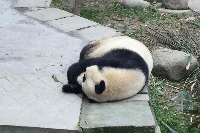 Private Day Tour to Dujiangyan Panda Base & Dam From Chengdu