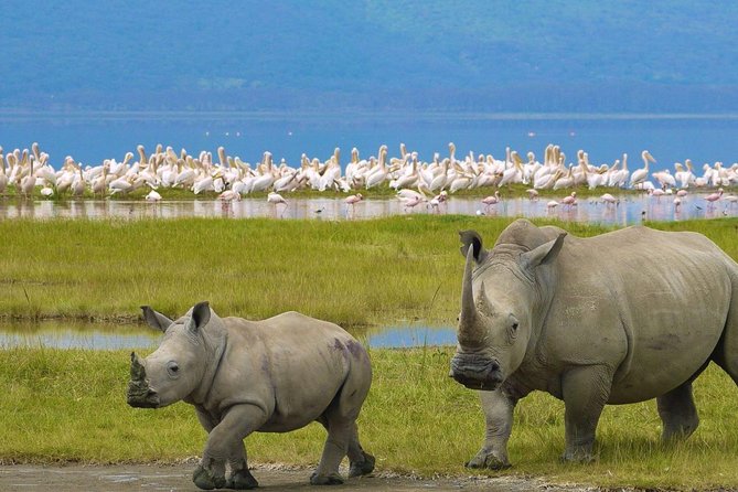 Private Day Tour to Lake Nakuru With Optional Boat Ride on Lake Naivasha