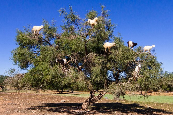 Private Day Trip From Marrakech to Essaouira (Mogador) With Lunch - Tour Details