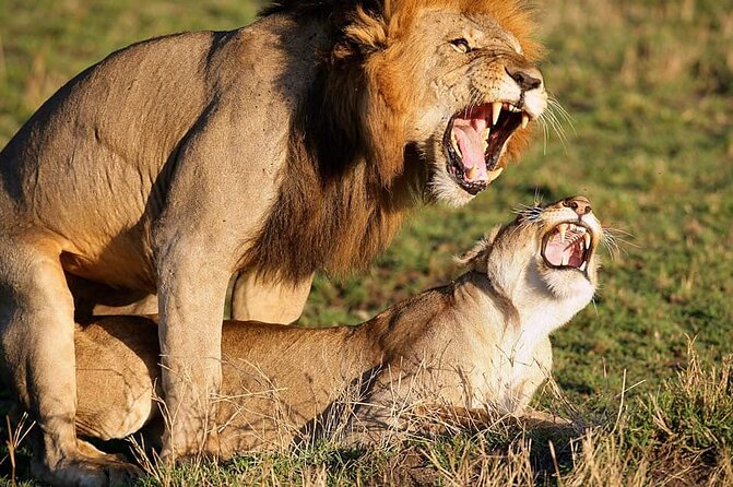 Private Day Trip in Lake Nakuru Safari - Professional Guide and Transportation