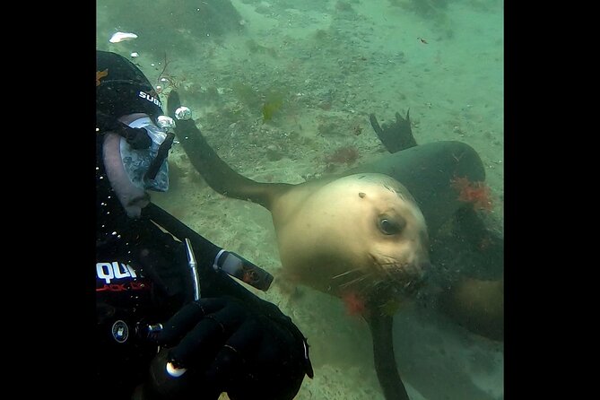 Private Diving Experience With Sea Lions in Punta Loma - Argentine Tradition and Meeting Point
