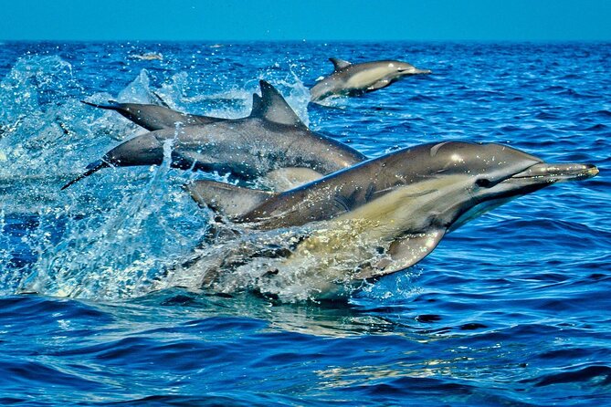 Private Dolphin Tour; Kuza Cave; Paje Beach; The Rock Restaurant; Jozani Forest - Location and Inclusions