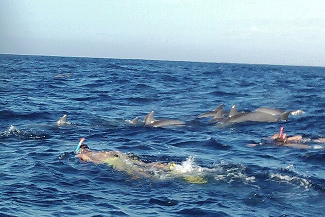 Private Dolphin Watching Experience in Zanzibar - Whats Included