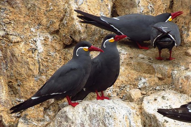 Private Full Day Paracas From Lima - Booking Details