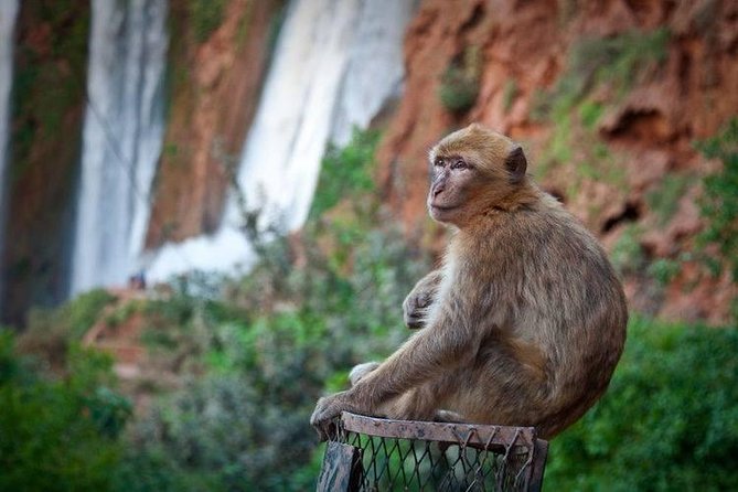 Private Full-Day Trip From Marrakech to Ouzoud Waterfalls - Inclusions and Exclusions