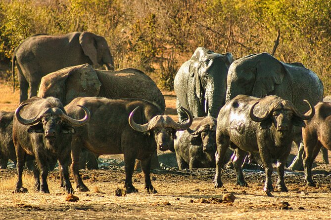 Private Game Drive in National Park With High Tea - High Tea Details