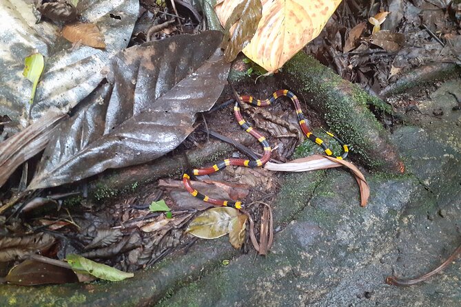 Private Guide Hike Hanging Bridges Místico La Fortuna - Booking Information and Pricing