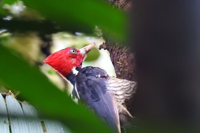Private Half-Day Bird Watching Tour - Pickup Information