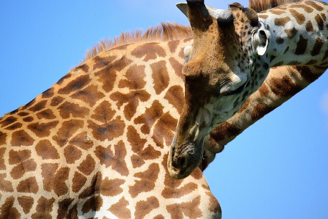 Private Half-Day Nairobi National Park and Giraffe Center Tour - Tour Schedule