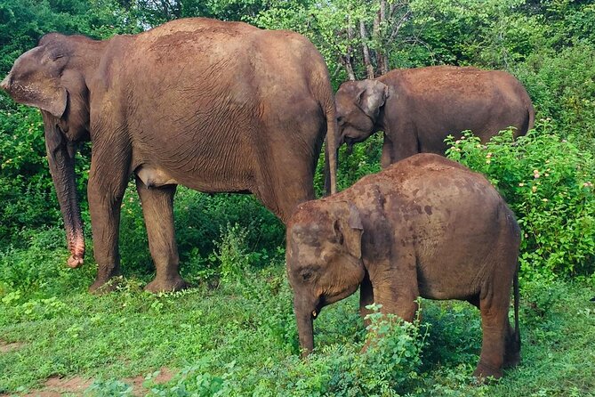 Private Half Day Safari Jeep Tour in Udawalawa National Park - Reviews