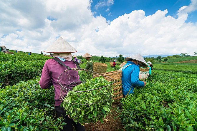 Private Hangzhou Day Tour to West Lake, Lingyin Temple, Tea Village, Old Pagoda