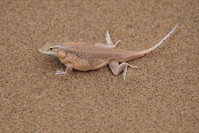 Private Highlights Of Namib Dunes Experience - Location Details