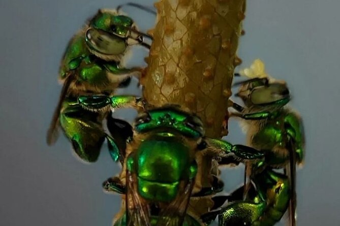 Private Honey Tasting Bike Tour and Butterfly Garden Walk - Cancellation Policy