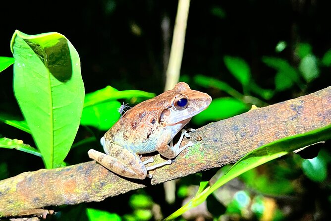 Private Jungle Night Tour in Quepos - Inclusions