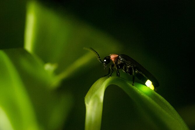 Private Kuala Selangor Firefly Day Trip From Kuala Lumpur - Service Information