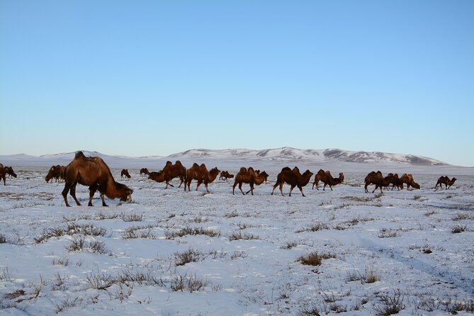 Private Mongolia Gobi Desert Winter Tour - Tour Overview
