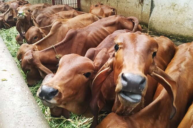 Private Mumbai by Dawn and Spiritual Temple Tour - What to Expect