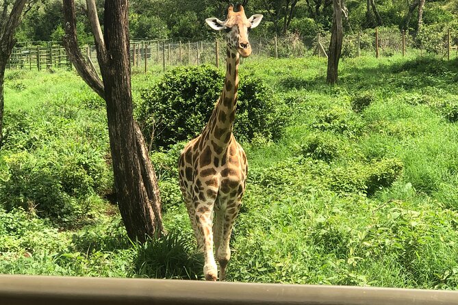 Private Nairobi Day Tour to Giraffe Center and Karen Blixen - Attractions Included