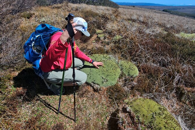 Private Patagonian Forest Hike in Punta Arenas: 6 Hour - Activity Overview