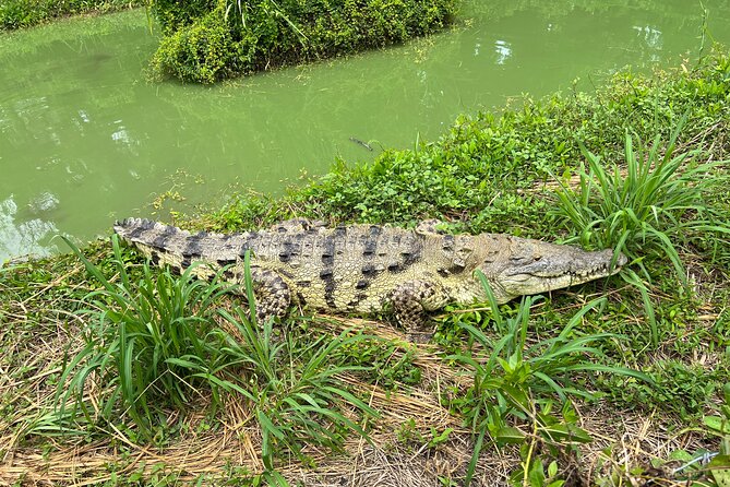 Private Reptile Zoo Adventure Tour With Guide in Cartagena - Inclusions of the Tour