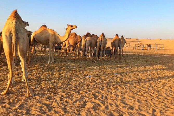 Private Romantic Dune Dinner With Quad Bike Ride in Abu Dhabi - Exclusive Dinner Setup Information